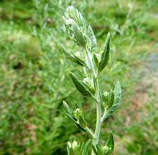 Attēlu rezultāti vaicājumam “Artemisia vulgaris leaf”