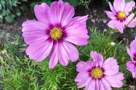 Image result for Schmuckkörbchen