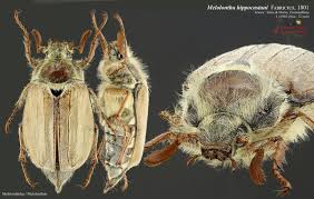 Attēlu rezultāti vaicājumam “Melolontha hippocastani”