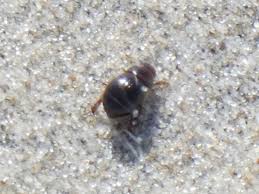 Attēlu rezultāti vaicājumam “Aegialia arenaria”