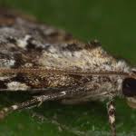 Attēlu rezultāti vaicājumam “Thera variata”