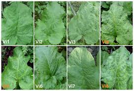 Attēlu rezultāti vaicājumam “Arctium tomentosum leaf”