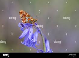 Attēlu rezultāti vaicājumam “Clossiana euphrosyne”