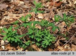 Attēlu rezultāti vaicājumam “Galium schultesii”