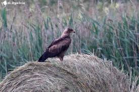 Attēlu rezultāti vaicājumam “Aquila pomarina”