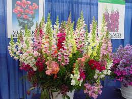 Image result for Antirrhinum majus
