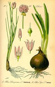 Image result for Allium schoenoprasum