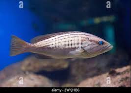 Image result for Epinephelus costae