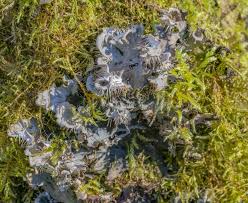 Attēlu rezultāti vaicājumam “Peltigera praetextata”