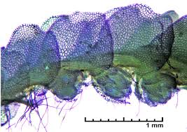 Attēlu rezultāti vaicājumam “Harpanthus flotovianus”
