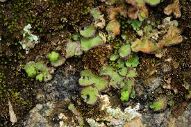 Attēlu rezultāti vaicājumam “Reboulia hemisphaerica”