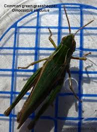 Attēlu rezultāti vaicājumam “Omocestus viridulus”