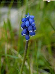Attēlu rezultāti vaicājumam “Muscari neglectum”