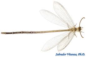 Attēlu rezultāti vaicājumam “Myrmeleontidae”