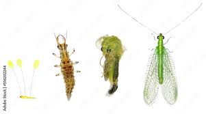 Attēlu rezultāti vaicājumam “Chrysopidae larva”