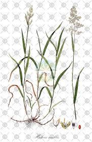 Attēlu rezultāti vaicājumam “Holcus lanatus  fruit”