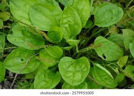 Attēlu rezultāti vaicājumam “Plantago uniflora leaf”