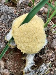 Attēlu rezultāti vaicājumam “Didymium spongiosum spores”