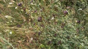 Attēlu rezultāti vaicājumam “Medicago x varia  flower”