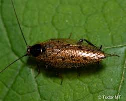 Attēlu rezultāti vaicājumam “Ectobius sylvestris”