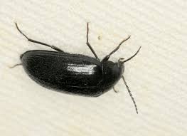 Attēlu rezultāti vaicājumam “Prionychus ater”