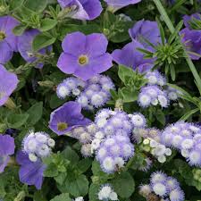 Image result for Leberbalsam