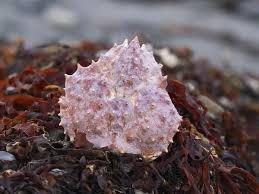 Image result for Lithodes maja