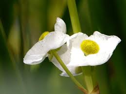 Attēlu rezultāti vaicājumam “Sagittaria sagittifolia fruit”