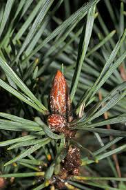 Attēlu rezultāti vaicājumam “Pinus sylvestris fruit”