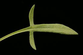 Attēlu rezultāti vaicājumam “Rumex acetosella leaf”
