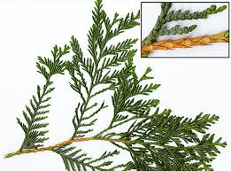 Attēlu rezultāti vaicājumam “Chamaecyparis lawsoniana”