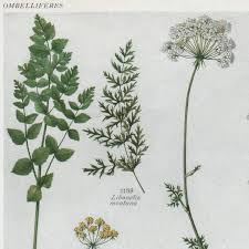 Attēlu rezultāti vaicājumam “Libanotis montana”