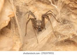 Attēlu rezultāti vaicājumam “Tegenaria sp.”