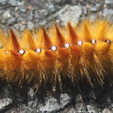 Attēlu rezultāti vaicājumam “Acronicta aceris”