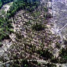 Attēlu rezultāti vaicājumam “Harpanthus flotovianus cells”