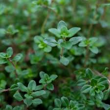 Attēlu rezultāti vaicājumam “Thymus serpyllum”