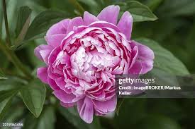 Image result for Pfingstrose