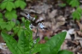 Attēlu rezultāti vaicājumam “Myosotis laxa subsp. baltica leaf”