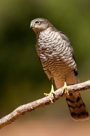 Attēlu rezultāti vaicājumam “Accipiter nisus male”