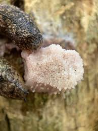 Attēlu rezultāti vaicājumam “Stemonitis marjana macro”