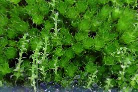 Attēlu rezultāti vaicājumam “Tortula subulata sporophyte”