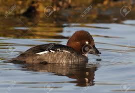 Attēlu rezultāti vaicājumam “Bucephala clangula female”