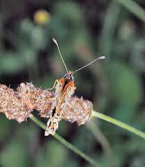 Attēlu rezultāti vaicājumam “Melitaea didyma male”