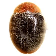 Image result for Cryptolaemus