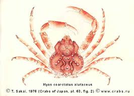 Image result for Hyas coarctatus