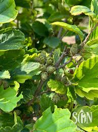 Attēlu rezultāti vaicājumam “Hamamelis vernalis”