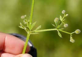 Attēlu rezultāti vaicājumam “Cribraria violacea stalked”