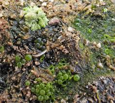 Attēlu rezultāti vaicājumam “Riccia cavernosa”