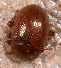 Attēlu rezultāti vaicājumam “Chrysolina staphylaea”