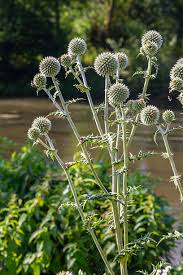 Image result for Echinops spaerocephalus